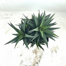 Foto de un cactus que se está identificando actualmente