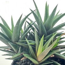 Foto de un cactus que se está identificando actualmente