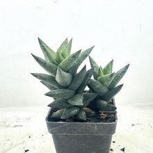 Foto de un cactus que se está identificando actualmente