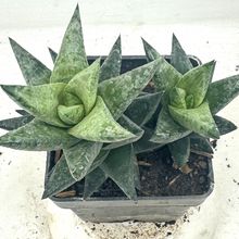 Foto de un cactus que se está identificando actualmente