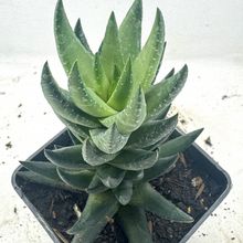 Photo of a cactus currently being identified