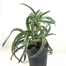 Aloe arborescens