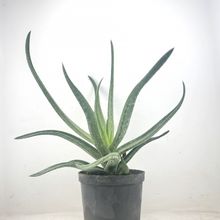 Foto de un cactus que se está identificando actualmente