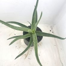 Foto de un cactus que se está identificando actualmente
