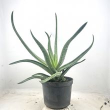 Foto de un cactus que se está identificando actualmente
