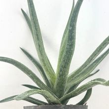 Foto de un cactus que se está identificando actualmente