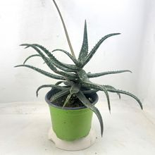 Foto de un cactus que se está identificando actualmente