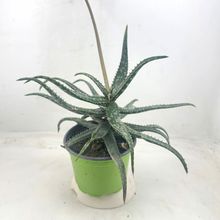 Foto de un cactus que se está identificando actualmente