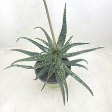 Foto de un cactus que se está identificando actualmente