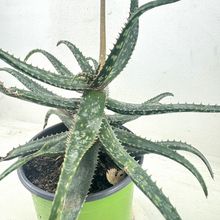 Foto de un cactus que se está identificando actualmente