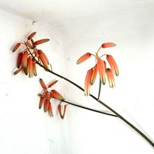 Foto de un cactus que se está identificando actualmente