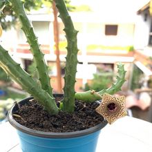 Foto de un cactus que se está identificando actualmente