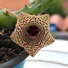 Foto de un cactus que se está identificando actualmente
