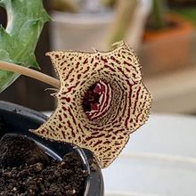 Foto de un cactus que se está identificando actualmente