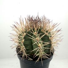 Photo of a cactus currently being identified