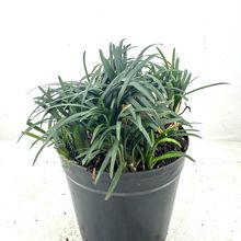 Foto de un cactus que se está identificando actualmente