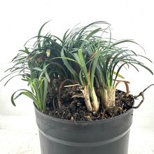 Foto de un cactus que se está identificando actualmente