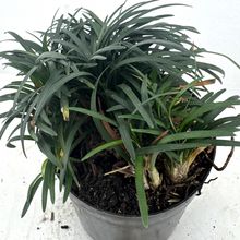 Foto de un cactus que se está identificando actualmente