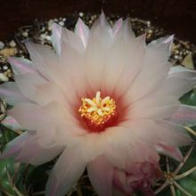 Una foto de Coryphantha elephantidens