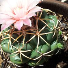 Una foto de Coryphantha elephantidens