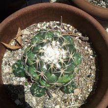 Una foto de Coryphantha elephantidens