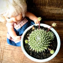 A photo of Sempervivum ciliosum  