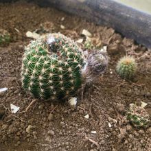 Una foto de Echinopsis ancistrophora