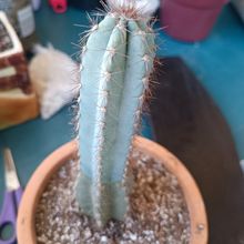 Foto de un cactus que se está identificando actualmente