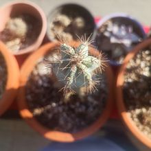 Foto de un cactus que se está identificando actualmente