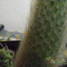 A photo of Cleistocactus straussii