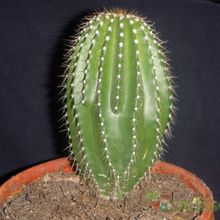 A photo of Neobuxbaumia polylopha