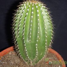 A photo of Neobuxbaumia polylopha