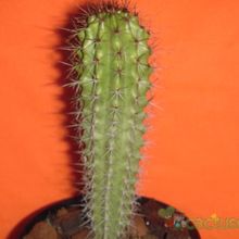 Una foto de Stenocereus thurberi subsp. thurberi