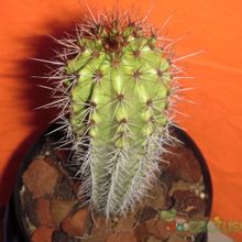 Una foto de Stenocereus thurberi subsp. thurberi