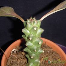 A photo of Euphorbia ritchiei