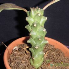 A photo of Euphorbia ritchiei