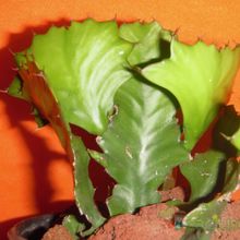 Una foto de Euphorbia bougheyi
