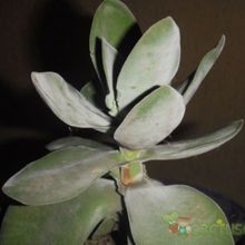 Una foto de Crassula cotyledonis