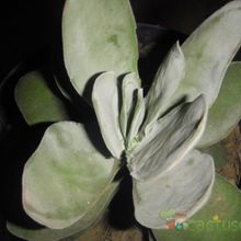Una foto de Crassula cotyledonis