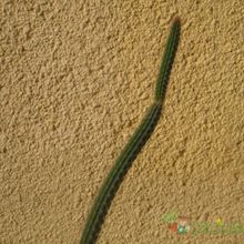Una foto de Peniocereus serpentinus