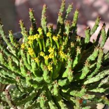 Una foto de Euphorbia flanaganii