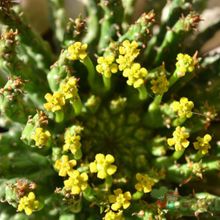 Una foto de Euphorbia flanaganii