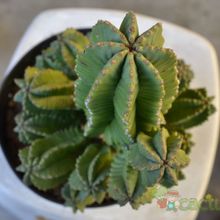 A photo of Euphorbia anoplia