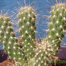 Una foto de Cylindropuntia fulgida