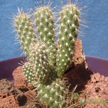 Una foto de Cylindropuntia fulgida