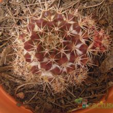 A photo of Mammillaria voburnensis ssp. voburnensis