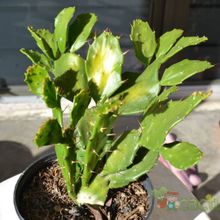 Una foto de Brasiliopuntia brasiliensis