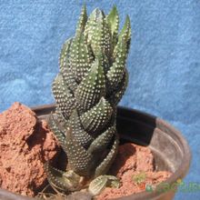A photo of Haworthia coarctata