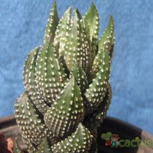 A photo of Haworthia coarctata