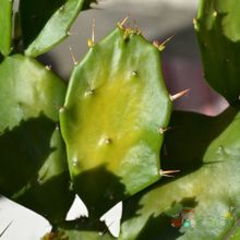 Una foto de Brasiliopuntia brasiliensis